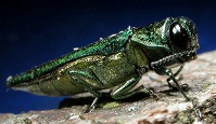 Emerald Ash Borer