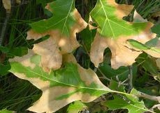 Threats to Iowa's Trees